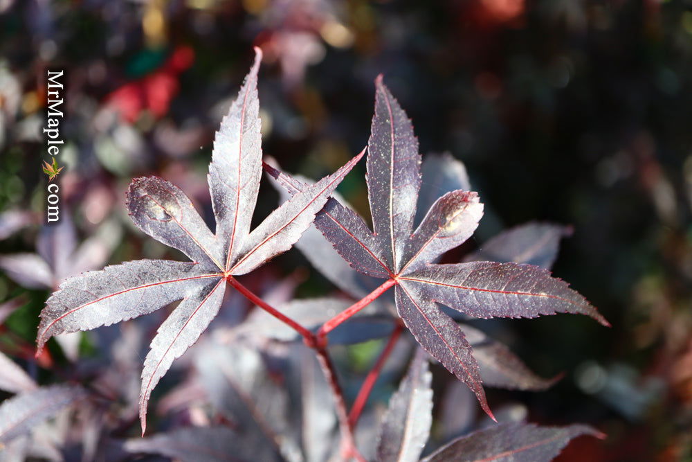 - Acer palmatum 'Twombly's Red Sentinel' Columnar Japanese Maple - Mr Maple │ Buy Japanese Maple Trees