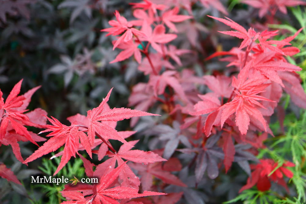 - Acer palmatum 'Twombly's Red Sentinel' Columnar Japanese Maple - Mr Maple │ Buy Japanese Maple Trees