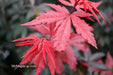 - Acer palmatum 'Twombly's Red Sentinel' Columnar Japanese Maple - Mr Maple │ Buy Japanese Maple Trees