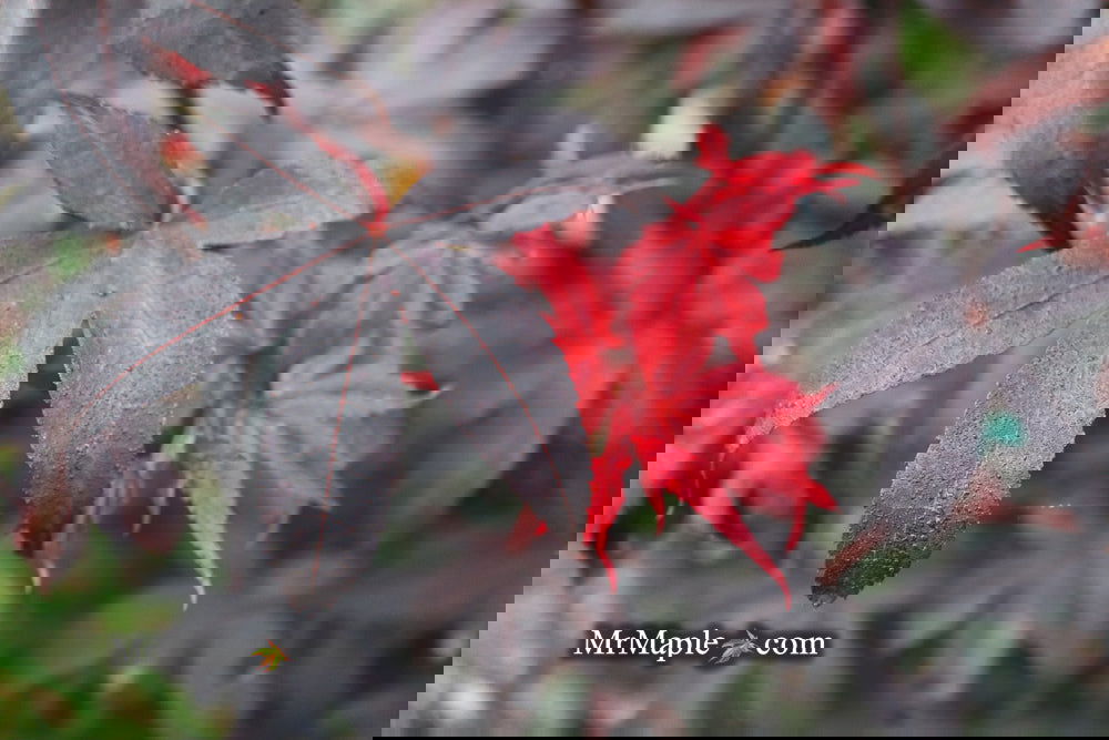 Buy Acer palmatum 'Twombly's Red Sentinel' Columnar Japanese Maple