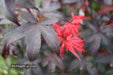 - Acer palmatum 'Twombly's Red Sentinel' Columnar Japanese Maple - Mr Maple │ Buy Japanese Maple Trees