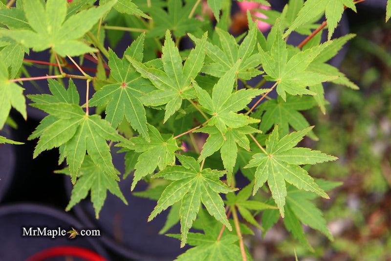 - Acer palmatum 'Ueno Homare' Rare Japanese Maple - Mr Maple │ Buy Japanese Maple Trees