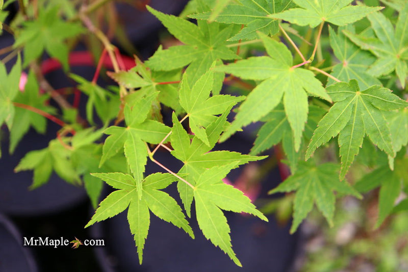 - Acer palmatum 'Ueno Homare' Rare Japanese Maple - Mr Maple │ Buy Japanese Maple Trees