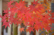 - Acer palmatum 'Ueno yama' Japanese Maple - Mr Maple │ Buy Japanese Maple Trees