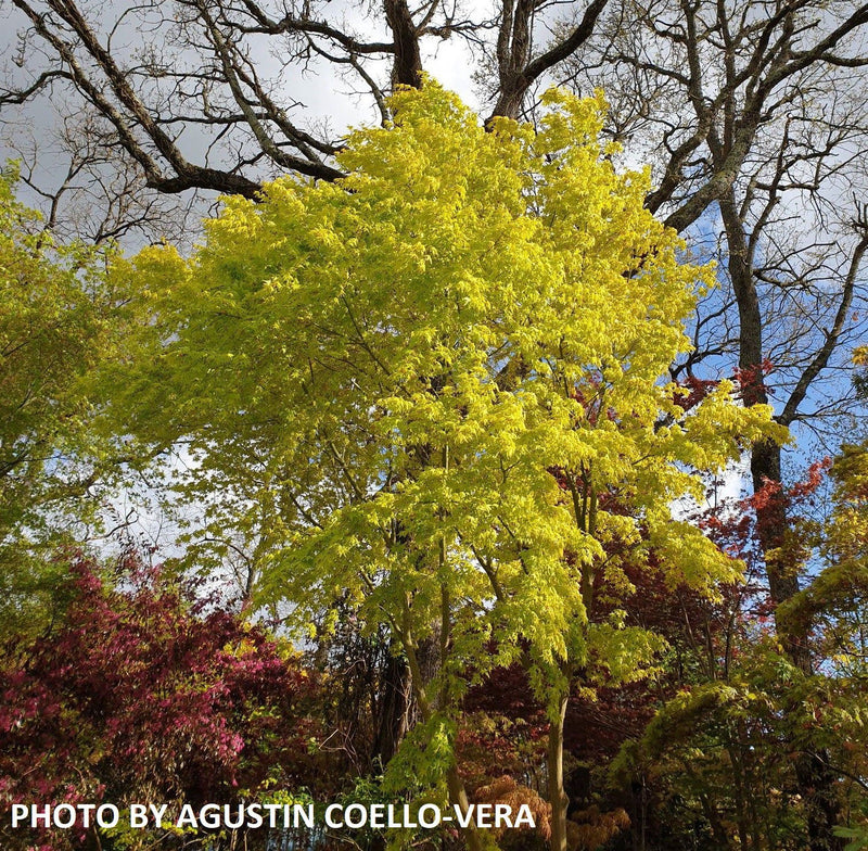 - Acer palmatum 'Ueno yama' Japanese Maple - Mr Maple │ Buy Japanese Maple Trees