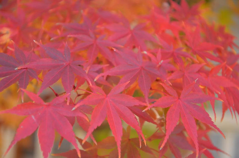- Acer palmatum 'Ueno yama' Japanese Maple - Mr Maple │ Buy Japanese Maple Trees