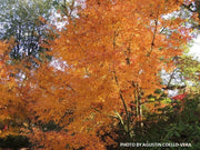 - Acer palmatum 'Ueno yama' Japanese Maple - Mr Maple │ Buy Japanese Maple Trees