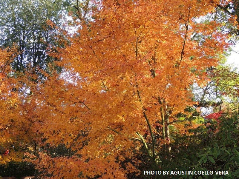 - Acer palmatum 'Ueno yama' Japanese Maple - Mr Maple │ Buy Japanese Maple Trees