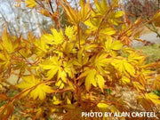 - Acer palmatum 'Ueno yama' Japanese Maple - Mr Maple │ Buy Japanese Maple Trees