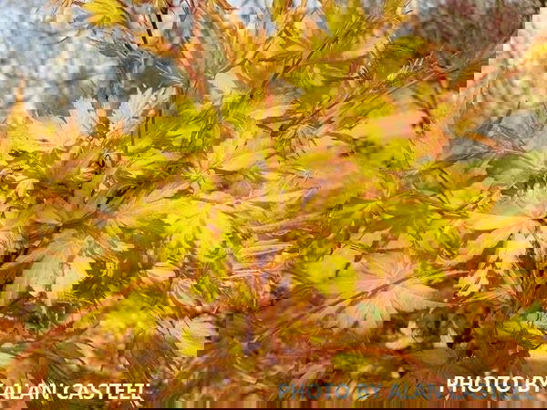 - Acer palmatum 'Ueno yama' Japanese Maple - Mr Maple │ Buy Japanese Maple Trees