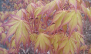 - Acer palmatum 'Ueno yama' Japanese Maple - Mr Maple │ Buy Japanese Maple Trees