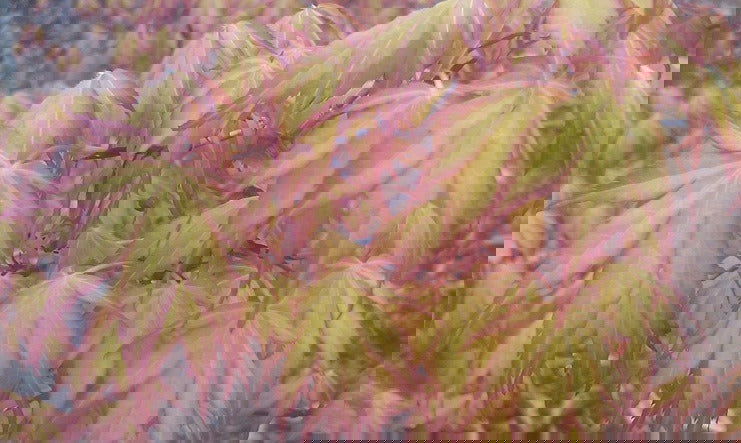 - Acer palmatum 'Ueno yama' Japanese Maple - Mr Maple │ Buy Japanese Maple Trees