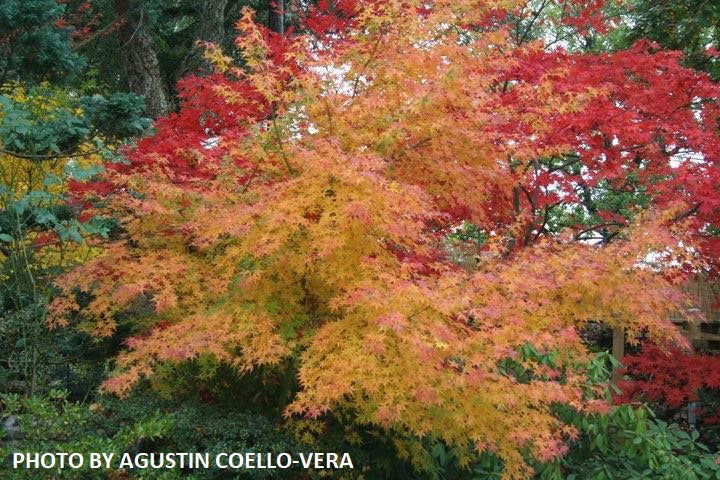 - Acer palmatum 'Ueno yama' Japanese Maple - Mr Maple │ Buy Japanese Maple Trees