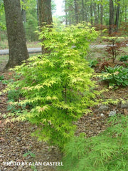 - Acer palmatum 'Ueno yama' Japanese Maple - Mr Maple │ Buy Japanese Maple Trees