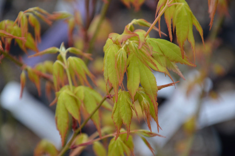 - Acer palmatum 'Ueno yama' Japanese Maple - Mr Maple │ Buy Japanese Maple Trees