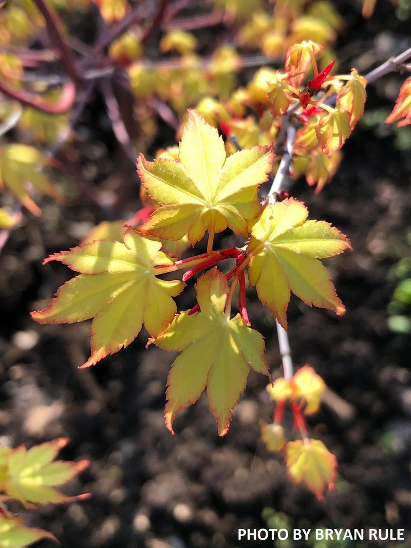 - Acer palmatum 'Ueno yama' Japanese Maple - Mr Maple │ Buy Japanese Maple Trees
