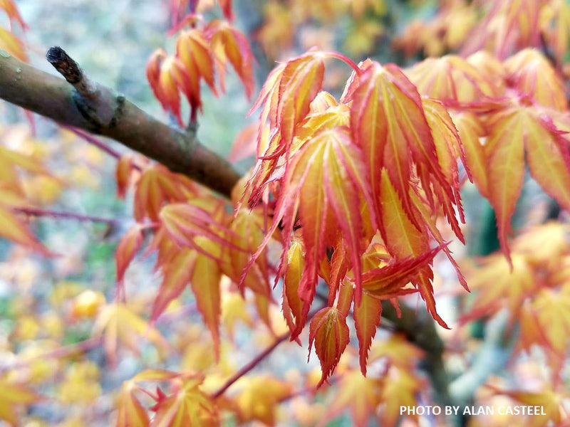 - Acer palmatum 'Ueno yama' Japanese Maple - Mr Maple │ Buy Japanese Maple Trees