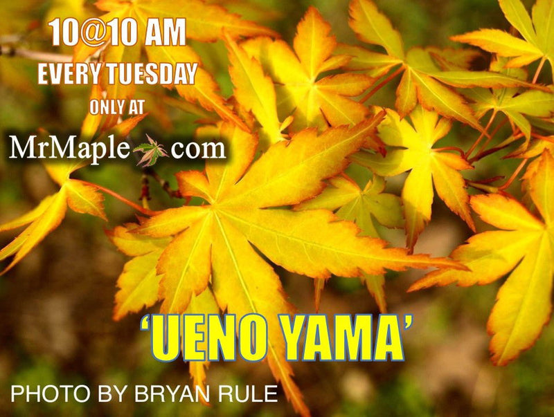 - Acer palmatum 'Ueno yama' Japanese Maple - Mr Maple │ Buy Japanese Maple Trees