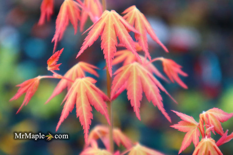 - Acer palmatum 'Ueno yatsubusa' Japanese Maple - Mr Maple │ Buy Japanese Maple Trees