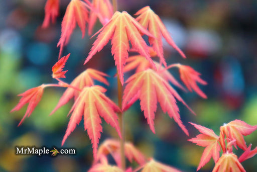 - Acer palmatum 'Ueno yatsubusa' Japanese Maple - Mr Maple │ Buy Japanese Maple Trees