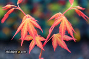 - Acer palmatum 'Ueno yatsubusa' Japanese Maple - Mr Maple │ Buy Japanese Maple Trees