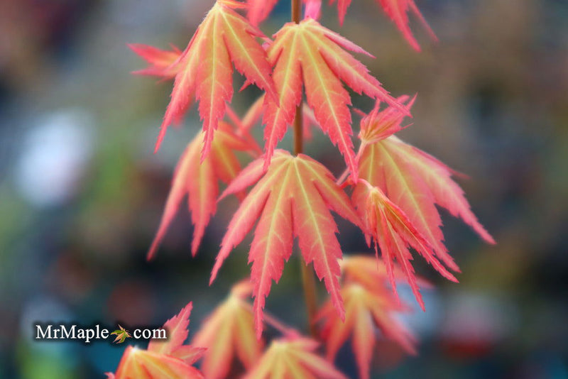 - Acer palmatum 'Ueno yatsubusa' Japanese Maple - Mr Maple │ Buy Japanese Maple Trees