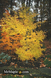 - FOR PICKUP ONLY | Acer palmatum 'Ukigumo' Floating Clouds Japanese Maple | DOES NOT SHIP - Mr Maple │ Buy Japanese Maple Trees