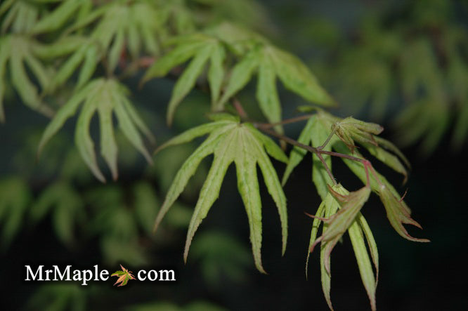 FOR PICKUP ONLY | Acer palmatum 'Ukigumo' Floating Clouds Japanese Maple | DOES NOT SHIP