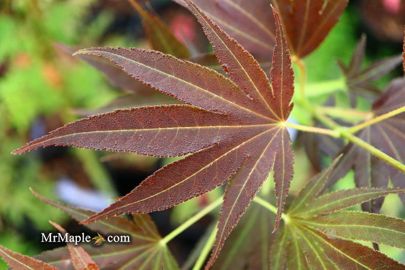 - Acer palmatum 'Umegae' Japanese Maple - Mr Maple │ Buy Japanese Maple Trees
