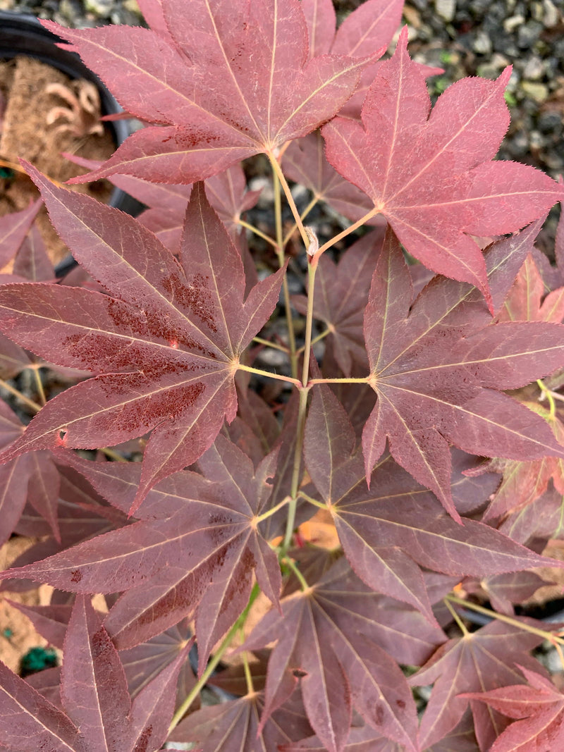 - Acer palmatum 'Umegae' Japanese Maple - Mr Maple │ Buy Japanese Maple Trees