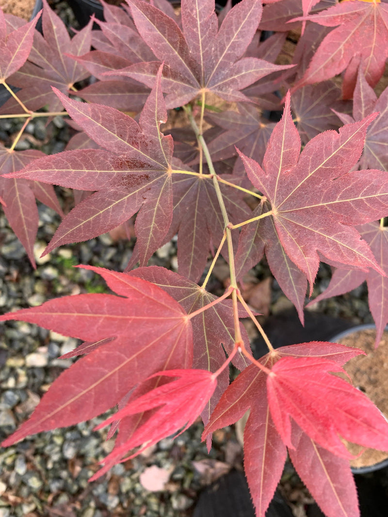 - Acer palmatum 'Umegae' Japanese Maple - Mr Maple │ Buy Japanese Maple Trees