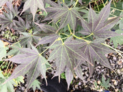 - Acer palmatum 'Umegae' Japanese Maple - Mr Maple │ Buy Japanese Maple Trees