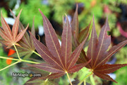 - Acer palmatum 'Umegae' Japanese Maple - Mr Maple │ Buy Japanese Maple Trees
