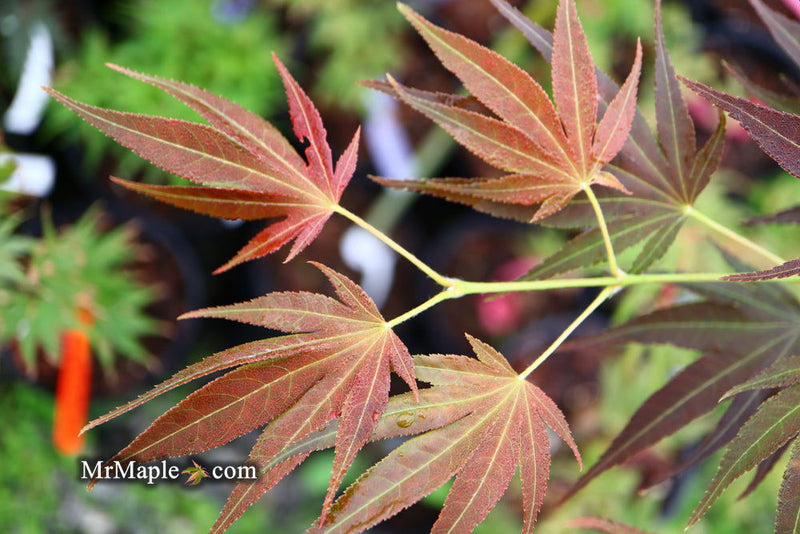 - Acer palmatum 'Umegae' Japanese Maple - Mr Maple │ Buy Japanese Maple Trees