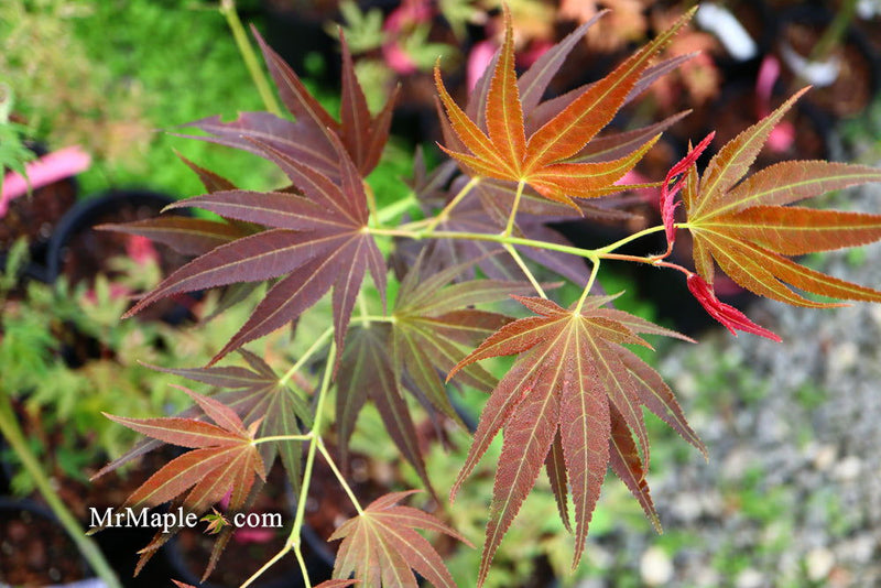 - Acer palmatum 'Umegae' Japanese Maple - Mr Maple │ Buy Japanese Maple Trees