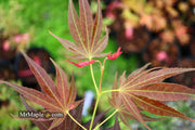 - Acer palmatum 'Umegae' Japanese Maple - Mr Maple │ Buy Japanese Maple Trees