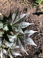 - Acer palmatum 'Umegae' Japanese Maple - Mr Maple │ Buy Japanese Maple Trees