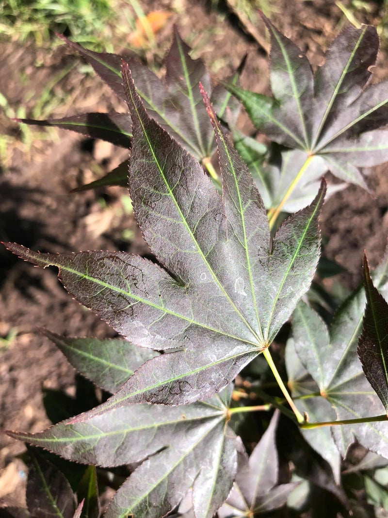 - Acer palmatum 'Umegae' Japanese Maple - Mr Maple │ Buy Japanese Maple Trees