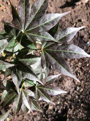 - Acer palmatum 'Umegae' Japanese Maple - Mr Maple │ Buy Japanese Maple Trees