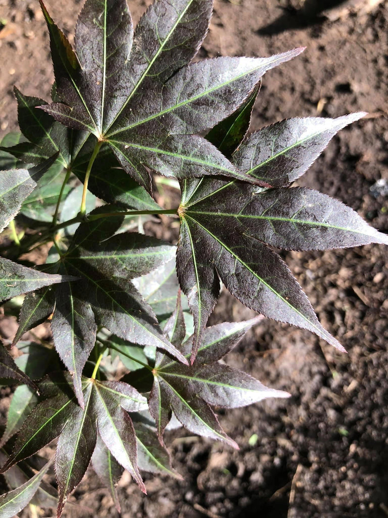 - Acer palmatum 'Umegae' Japanese Maple - Mr Maple │ Buy Japanese Maple Trees