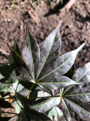 - Acer palmatum 'Umegae' Japanese Maple - Mr Maple │ Buy Japanese Maple Trees