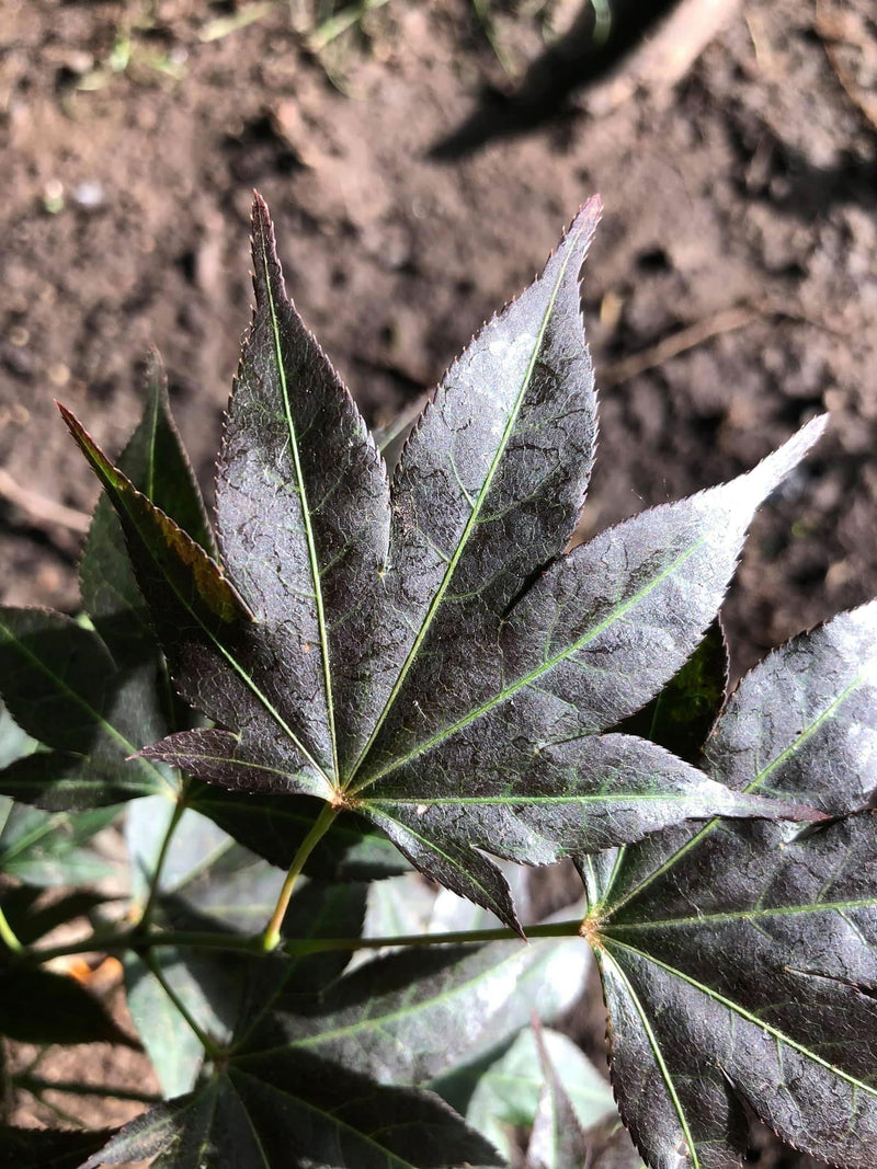 - Acer palmatum 'Umegae' Japanese Maple - Mr Maple │ Buy Japanese Maple Trees