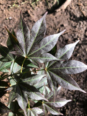 - Acer palmatum 'Umegae' Japanese Maple - Mr Maple │ Buy Japanese Maple Trees