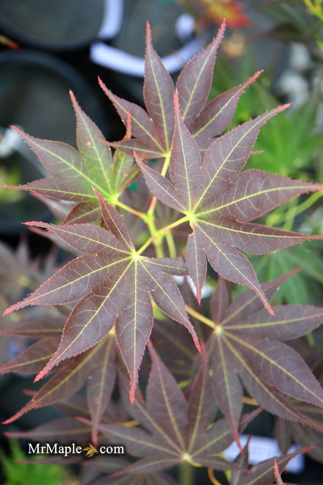 - Acer palmatum 'Umegae' Japanese Maple - Mr Maple │ Buy Japanese Maple Trees