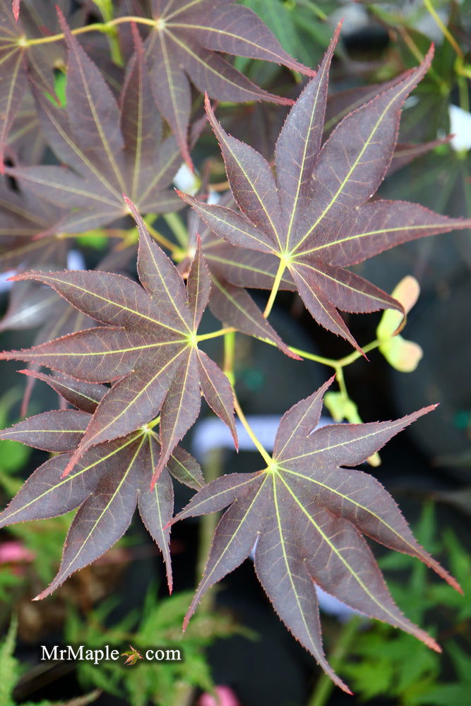 - Acer palmatum 'Umegae' Japanese Maple - Mr Maple │ Buy Japanese Maple Trees