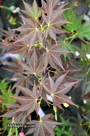 - Acer palmatum 'Umegae' Japanese Maple - Mr Maple │ Buy Japanese Maple Trees