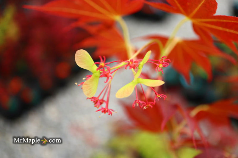 - Acer palmatum 'Umegae' Japanese Maple - Mr Maple │ Buy Japanese Maple Trees