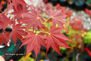 - Acer palmatum 'Umegae' Japanese Maple - Mr Maple │ Buy Japanese Maple Trees