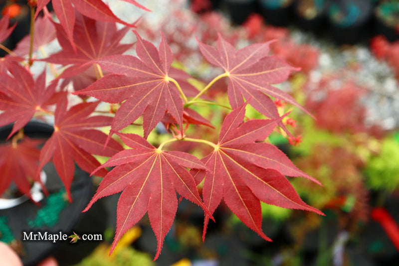 - Acer palmatum 'Umegae' Japanese Maple - Mr Maple │ Buy Japanese Maple Trees