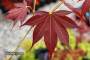 - Acer palmatum 'Umegae' Japanese Maple - Mr Maple │ Buy Japanese Maple Trees